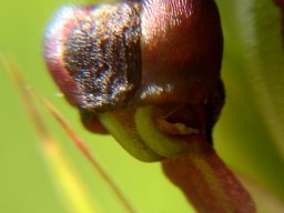 Pterygodium nigrescens flower dark median sepal